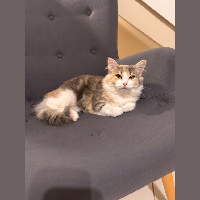 Photo of Mochi & Duman