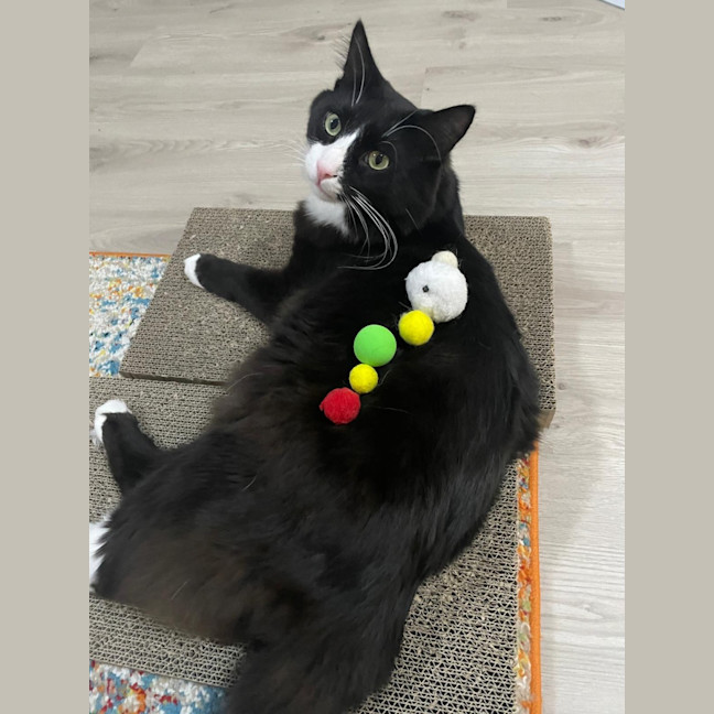 Photo of Inky