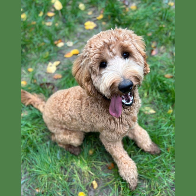 Photo of Josie
