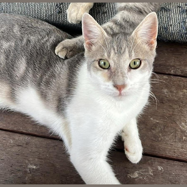 Photo of Rocket