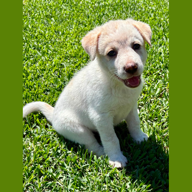 Photo of Aspen   6 Week Old Cattle Dog X