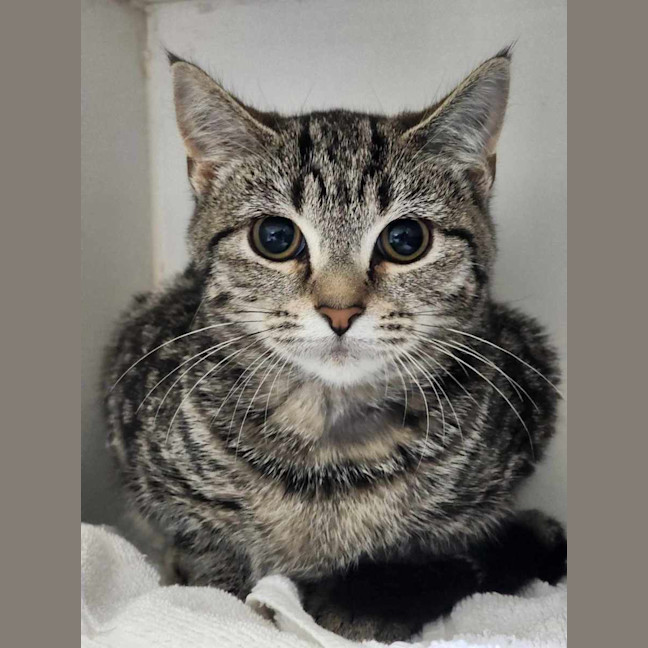 Photo of 🧁 Mabel 6048 🧁