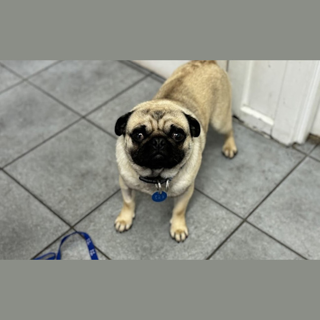 Photo of Pugsly