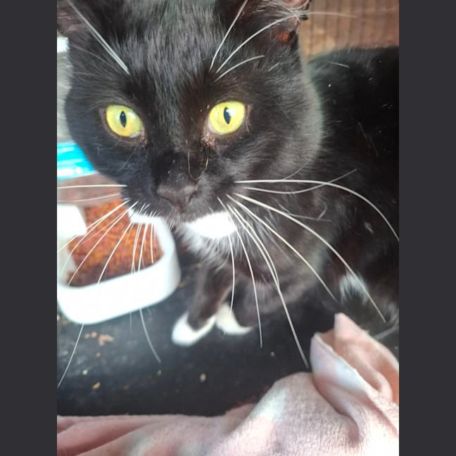 Photo of Whiskers