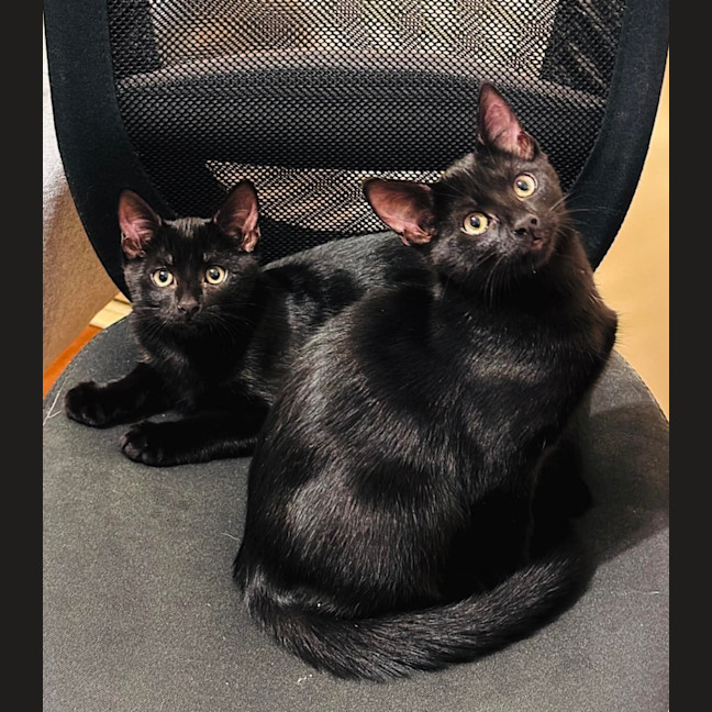 Photo of Mixie & Dixie 