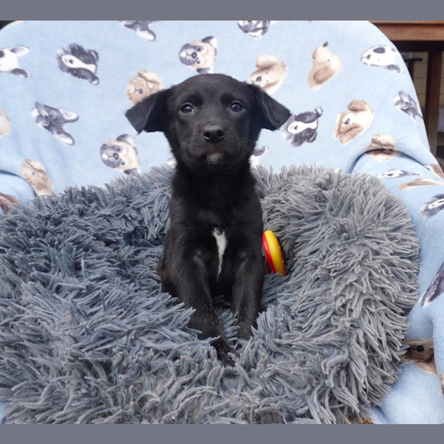 Photo of Atlas