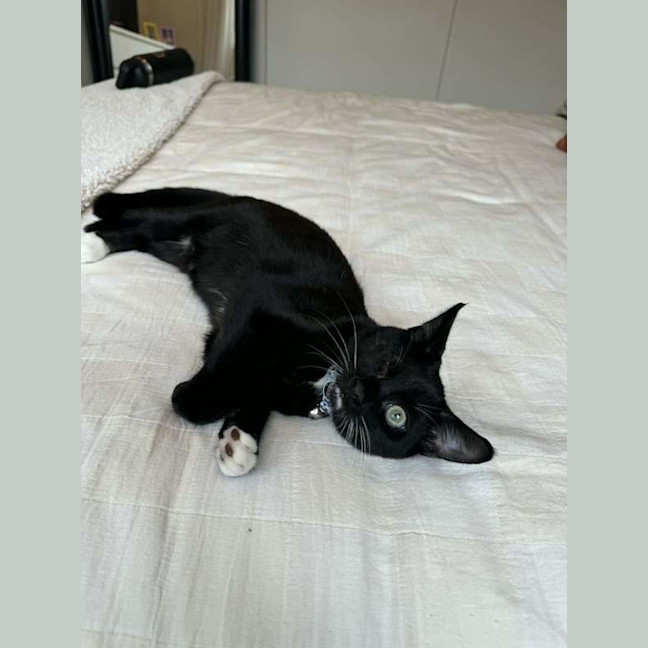 Photo of Oreo
