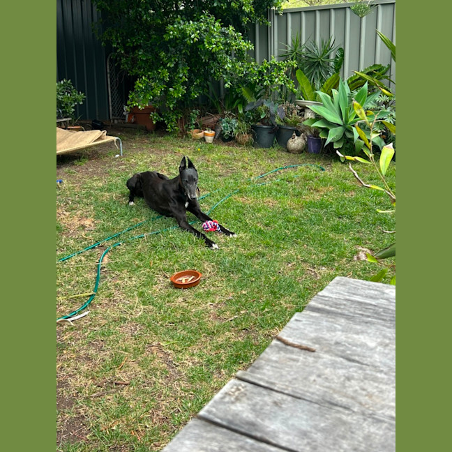 Photo of Rebel