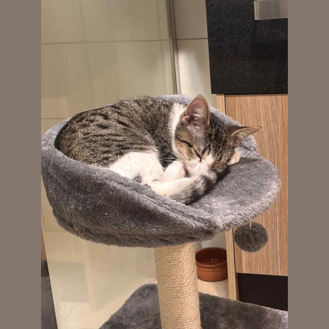Photo of Peanut