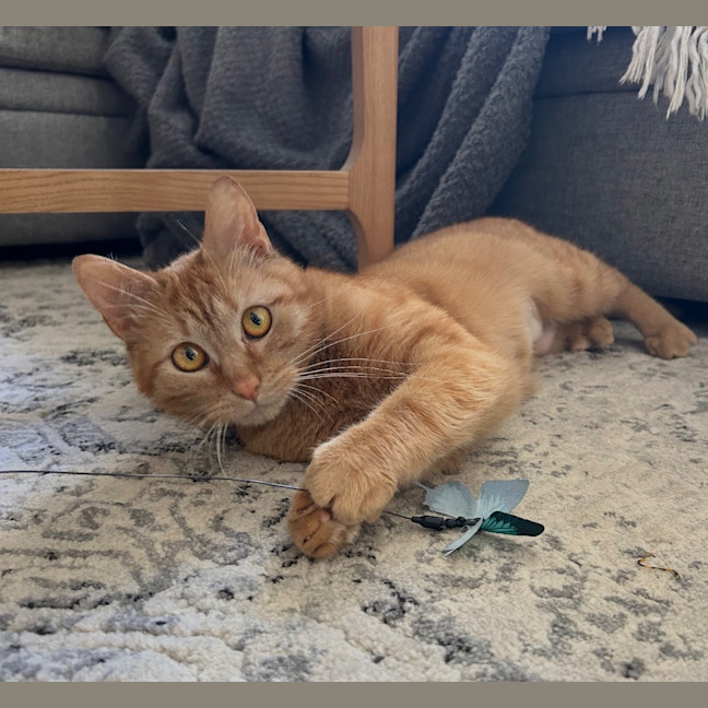 Photo of Chilli