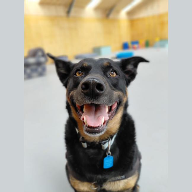 Photo of Brodie