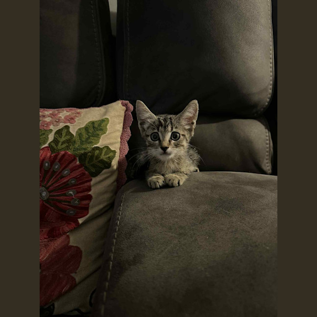 Photo of Lumy