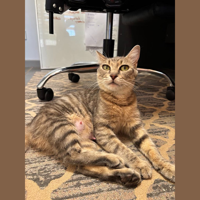Photo of Nyitti