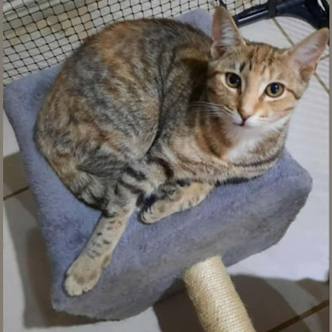 Photo of Mitsuri