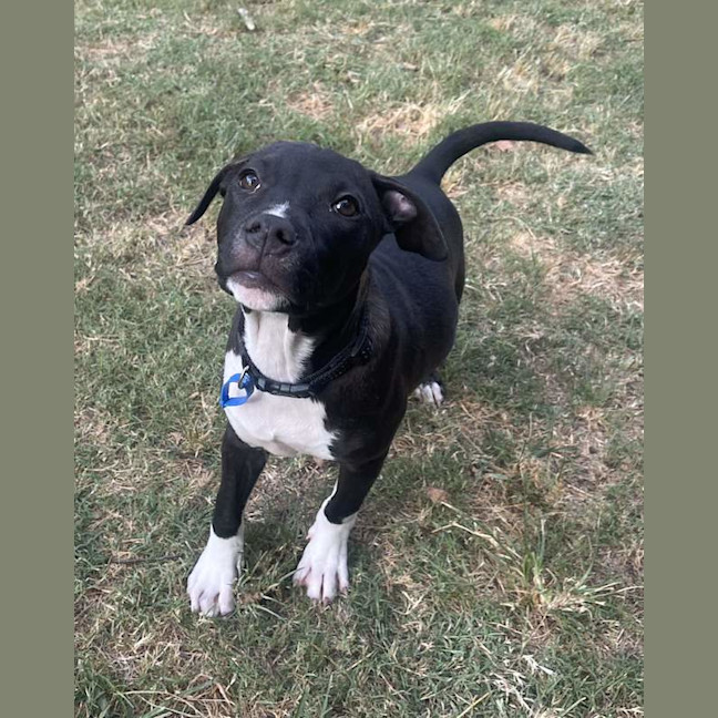 Photo of Dodger