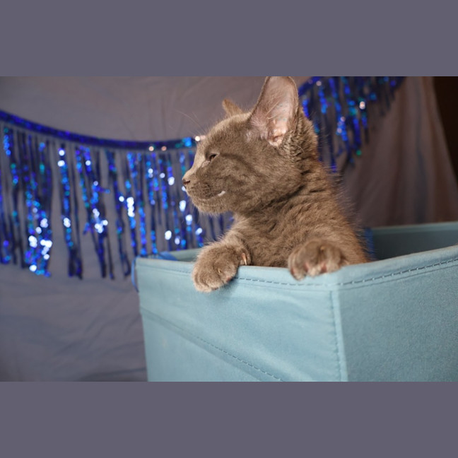 Photo of Neutron