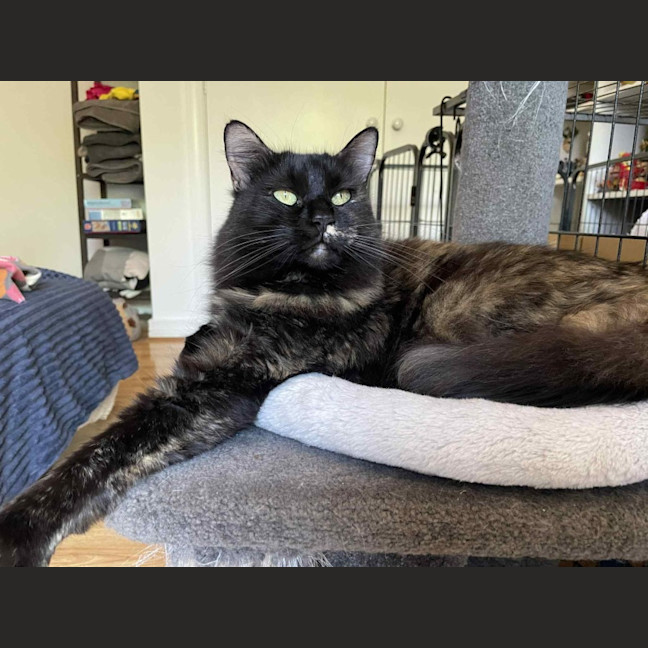 Photo of Evie   In Foster Care In Bentleigh East