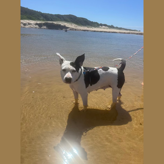 Photo of Zelda
