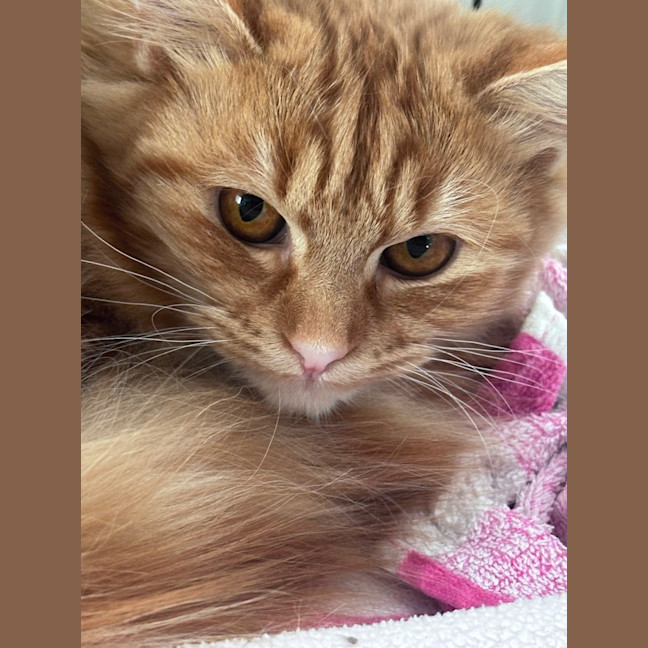 Photo of Marigold