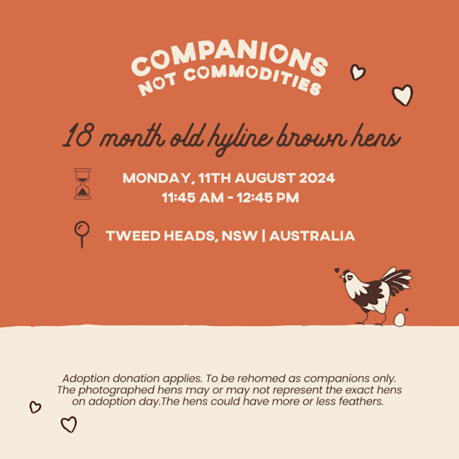 Photo of Rescue Hens