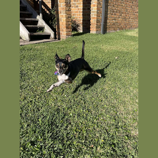 Photo of Valo   3 Year Old Fox Terrier X