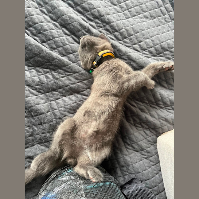 Photo of Jiji