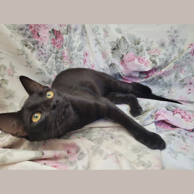 Photo of Pretzel 🥨