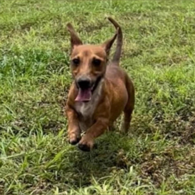 Photo of Bindi