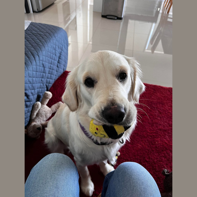 Photo of Luna   2 Year Old Golden Retriever