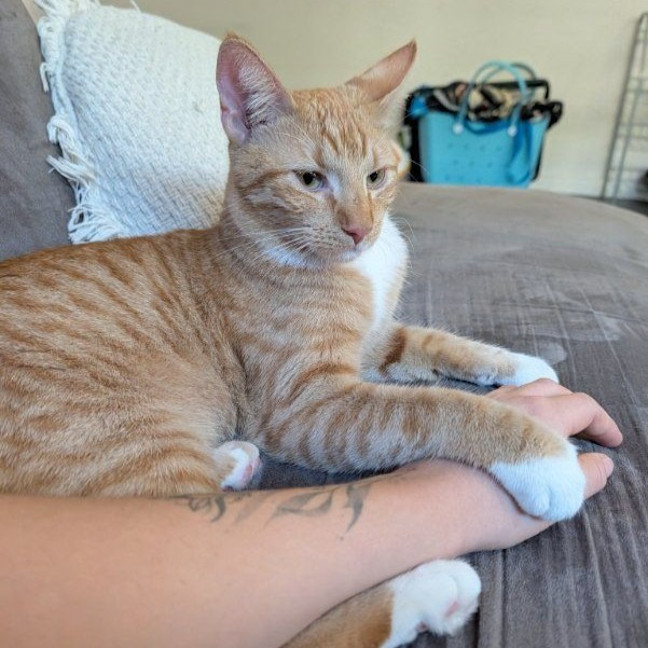 Photo of Griffin