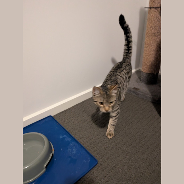 Photo of Milo