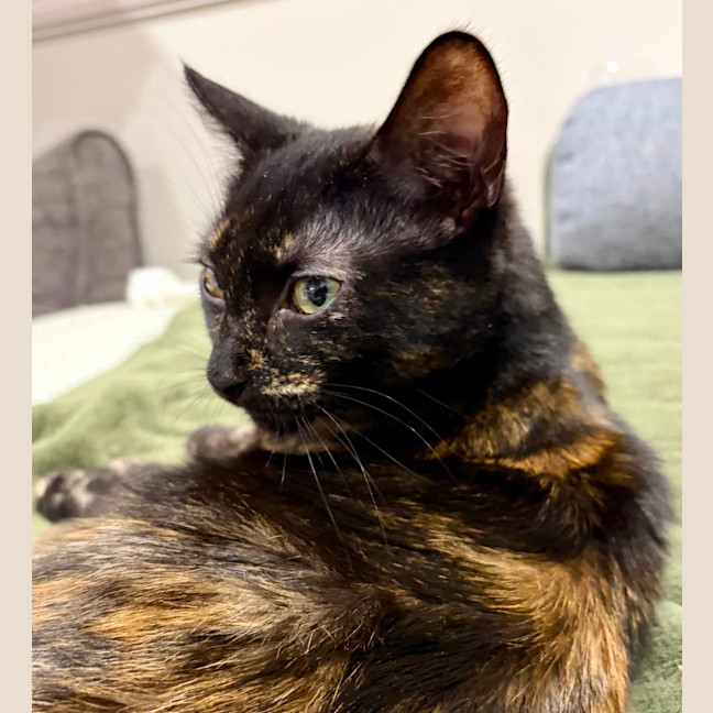 Photo of Magnolia 
