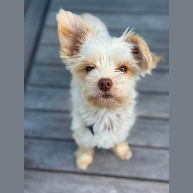 Photo of Cosmo