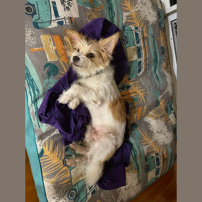 Photo of Muppet