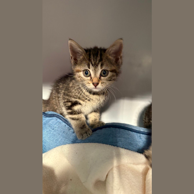 Photo of Clover