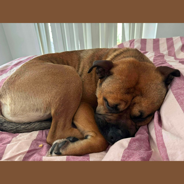 Photo of Arlo