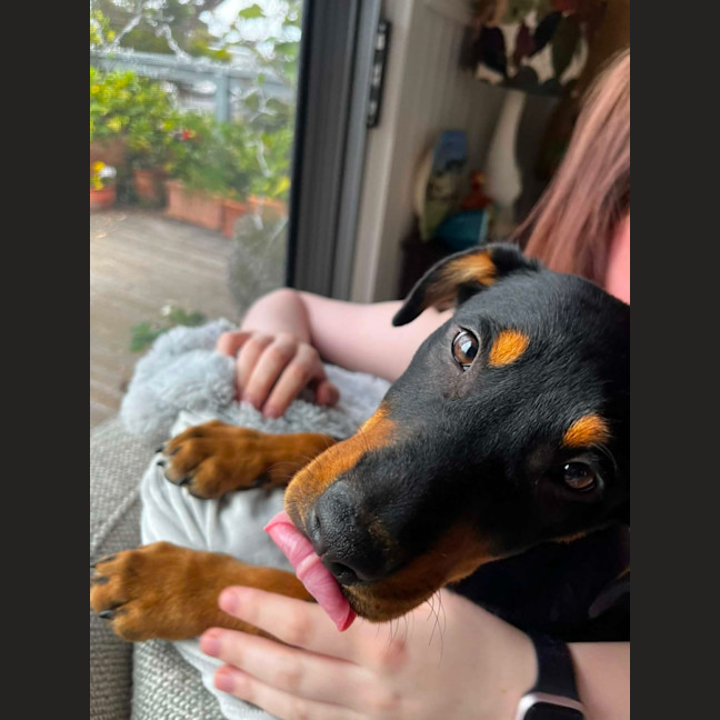 Photo of Rex