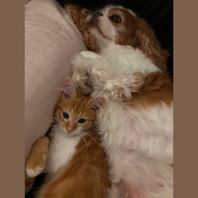 Photo of Ginger Snap