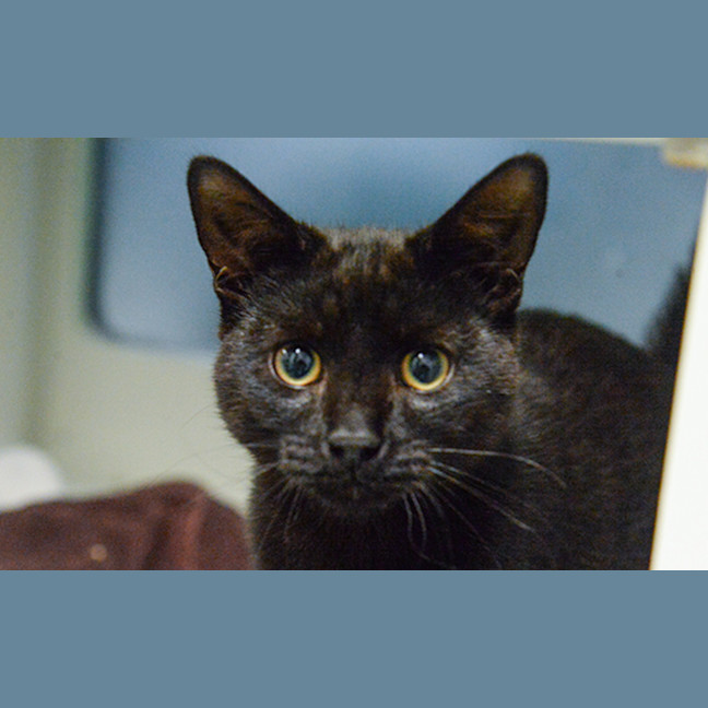 Photo of Onyx