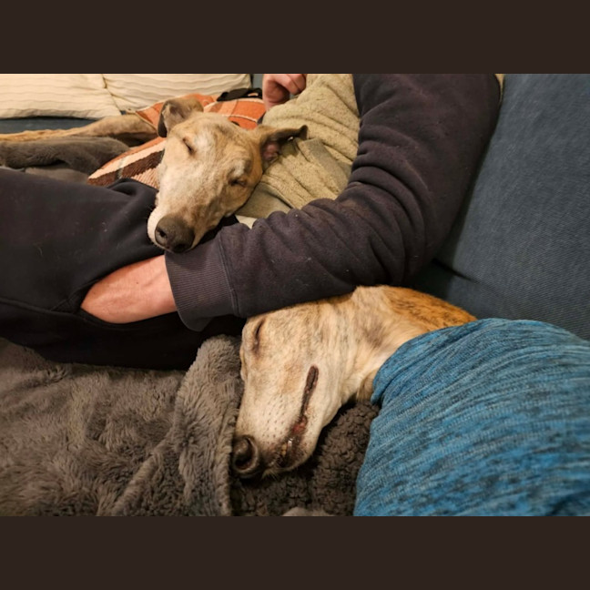 Photo of Franky, The Greyhound