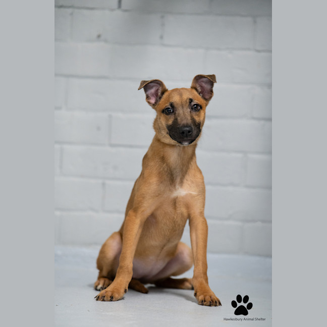 Photo of Mishka