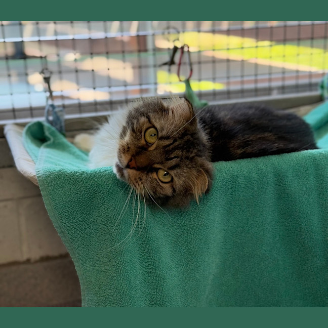 Photo of Tinkerbell