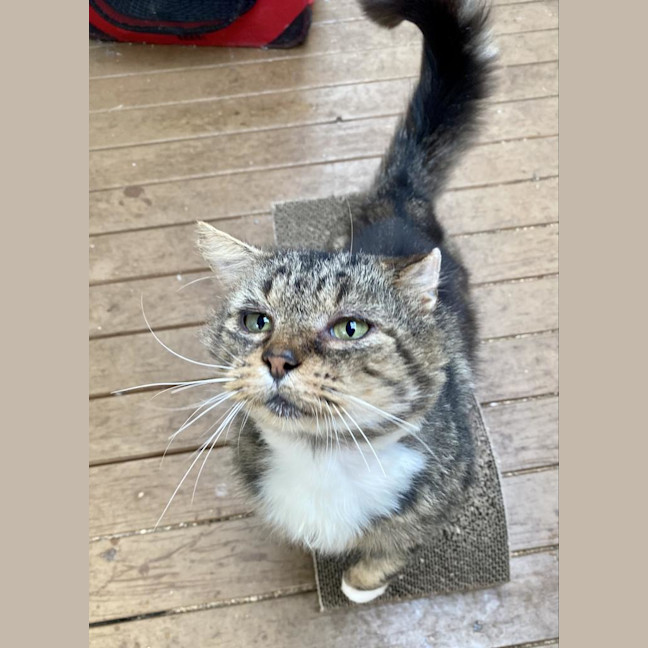 Photo of Bartholomew Ragamuffin