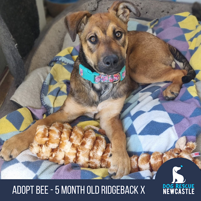 Photo of Bee   5 Month Old Ridgeback X