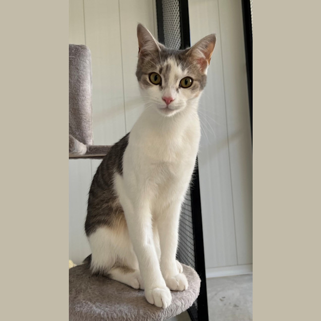 Photo of Pilchard And Sardine