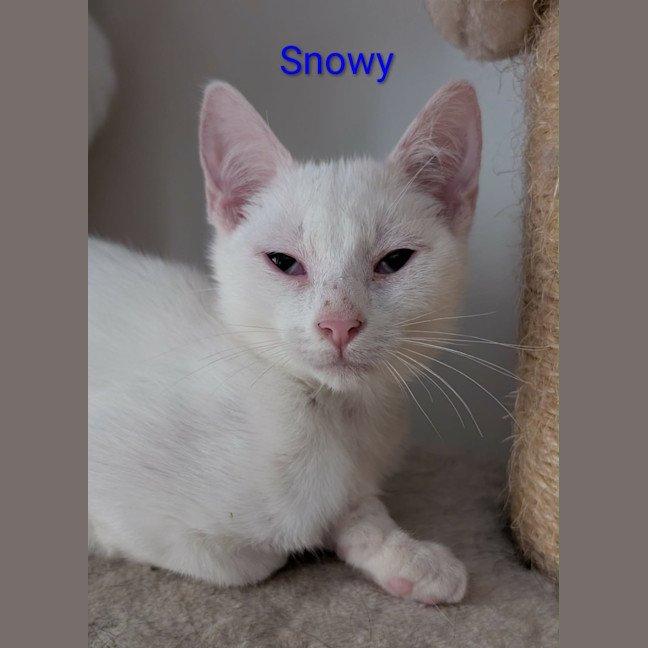 Photo of Snowy Meet Me @Petstock Clyde Store 