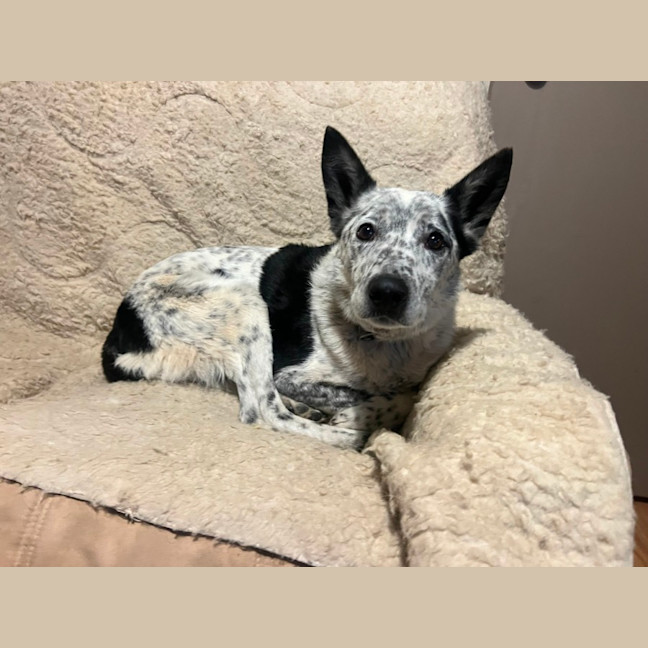 Photo of Bo