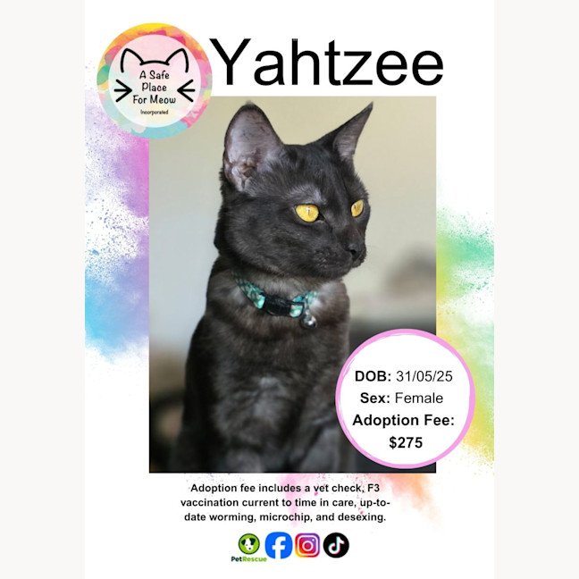 Photo of Yahtzee