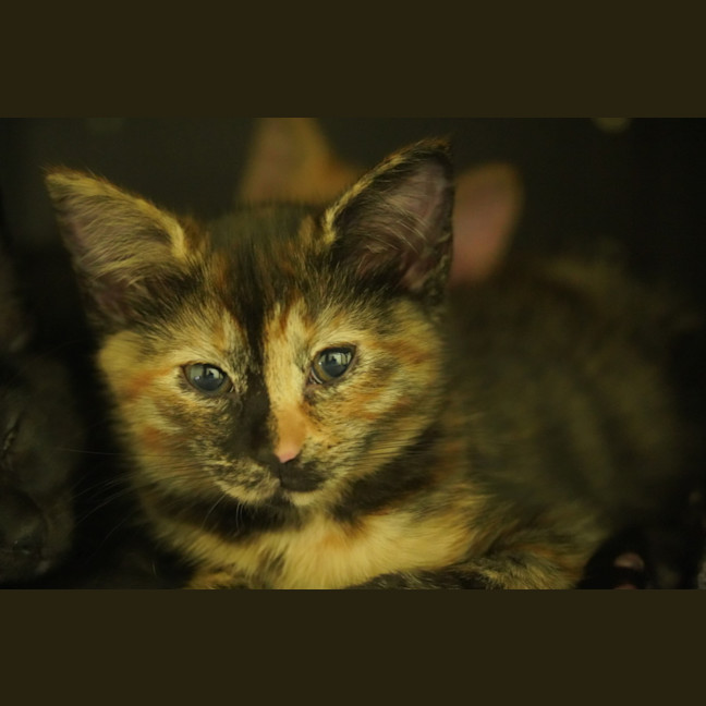 Photo of Fleur