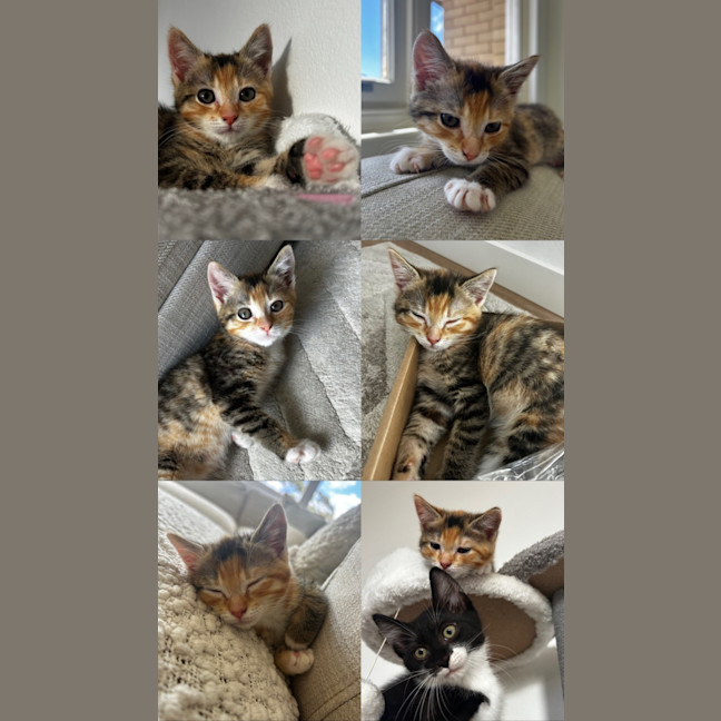 Photo of 🍫 Crunchie 🍫